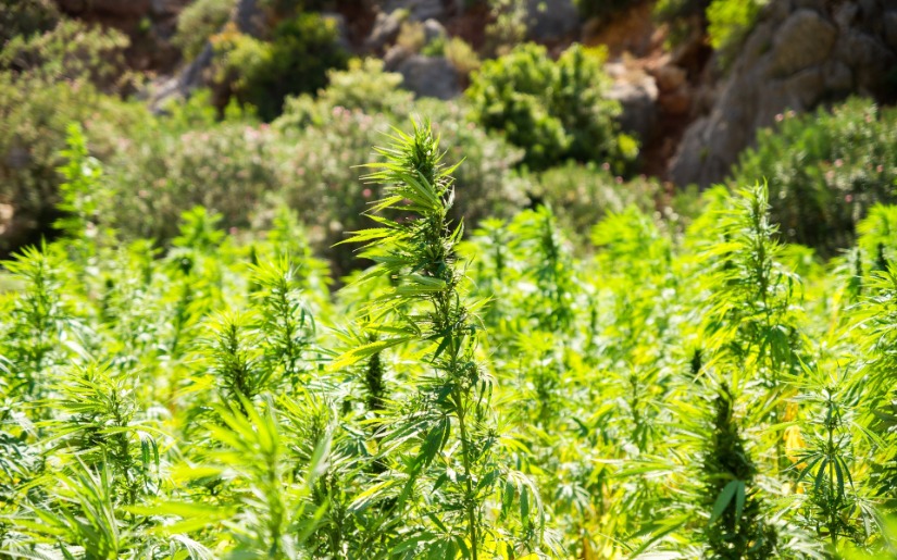Approaches to Legal Commercial Cannabis Cultivation by Rural and Suburban Counties in California