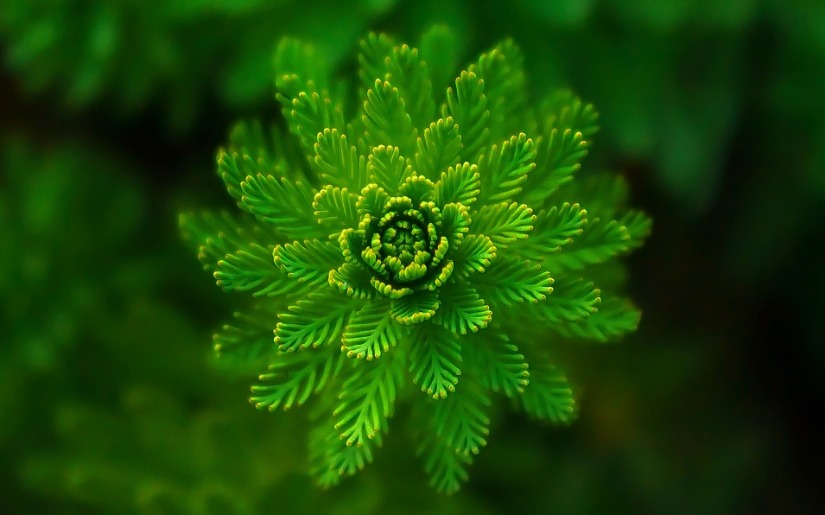 The Green Guides: What, Why and How of Green Marketing Claims