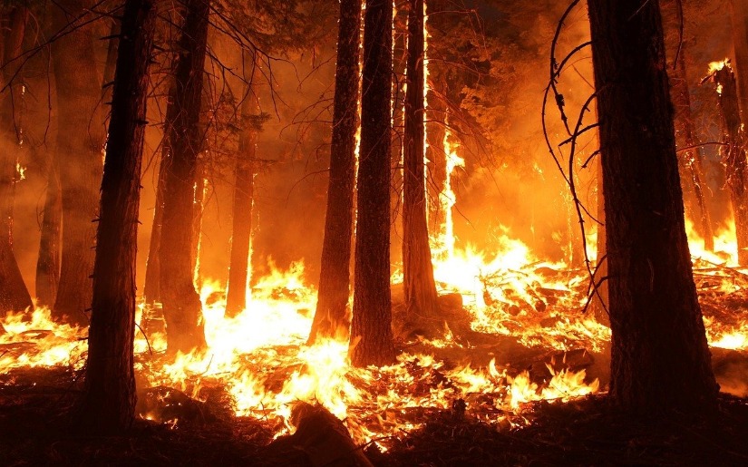 Join Dovetail Partners at the Fire in Minnesota Ecosystems Workshop