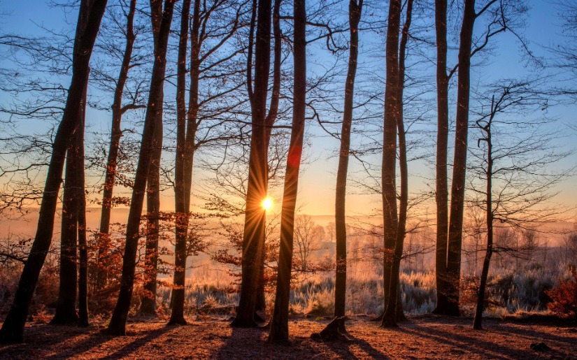 Commentary: What's Your Favorite Tree?