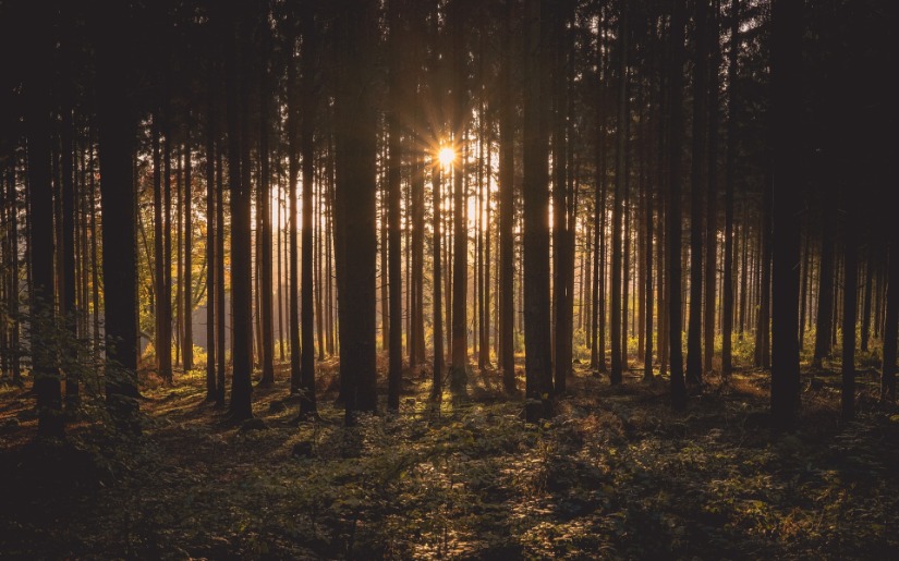 Commentary: Why Do We Need an International Day of Forests?