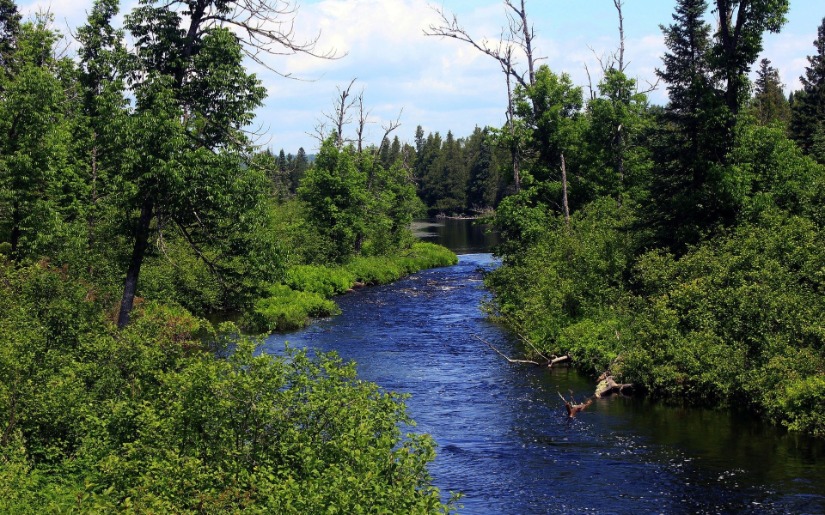 Building a Constituency of Forest Productivity Advocates
