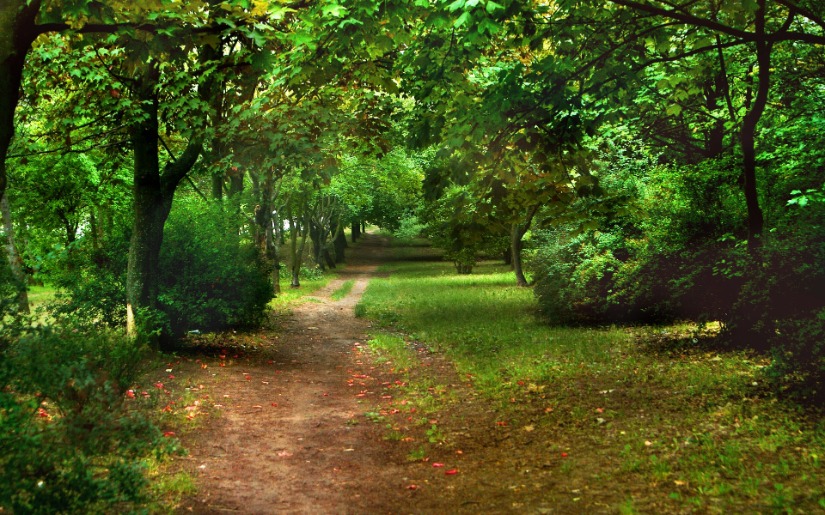 Conservation Easements to Protect Working Forests