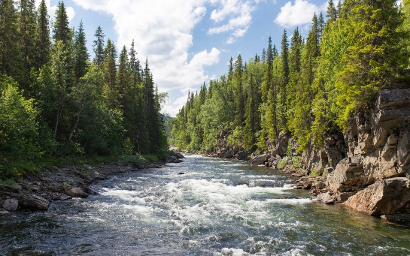 U.S. Forest Statistics Paint a Picture of Dynamic Growth and Renewal as well as Problems Ahead