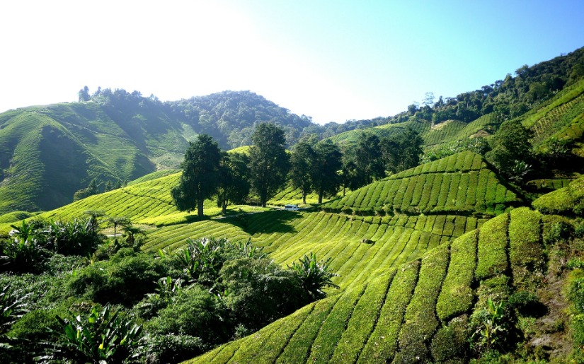 Trends in Forest-Based Carbon Sequestration in Asia