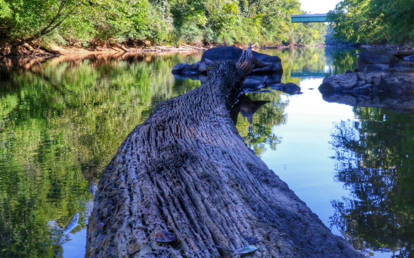 Forestry Conservation Groups Focus on Maximizing the Clean Water Benefits of Privately-Owned Forests